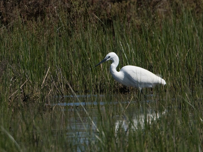 Egretta garzetta Kleine Zilverreiger Little Egret